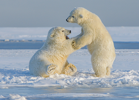 Polar Bear Cubs Playing