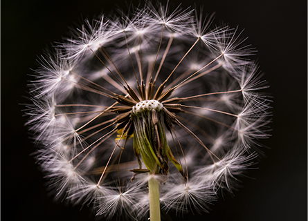 Taraxacum erythrospermum